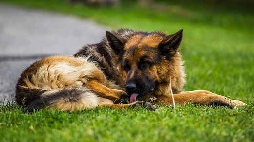 How to stop a dog licking their paws: our expert explains