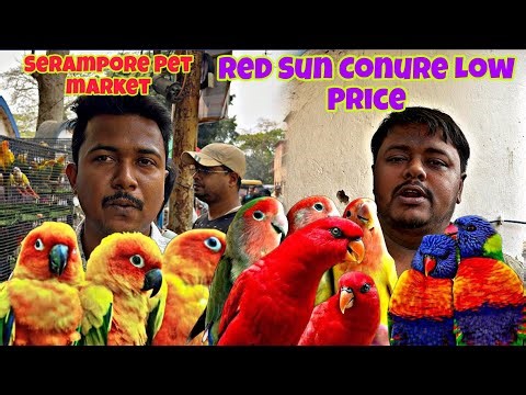 Serampore Pet market Red Sun Conure Low Price😲|Part _1|Super Team Birds ￼Premium Quality Bird Market