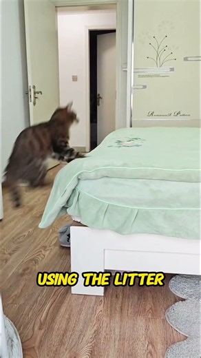 Why Do Cats Suddenly Run Around the House?