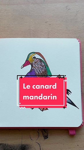 Dessine ton canard préféré : l'art du dessin animalier