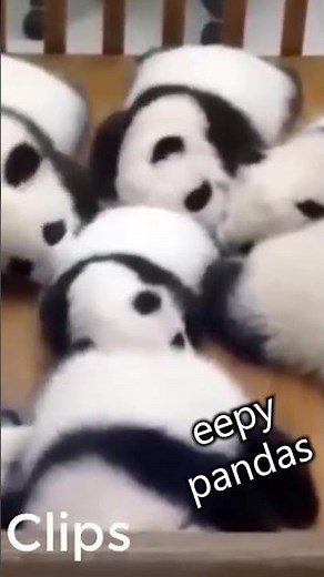 Sleepy Pandas are too cute 🐼💤 Sweet Panda Compilation