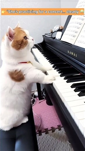 Cat Playing Piano 😂 | Kitten Piano Walk | Funniest Pet Moments 🎹🐱 #shorts