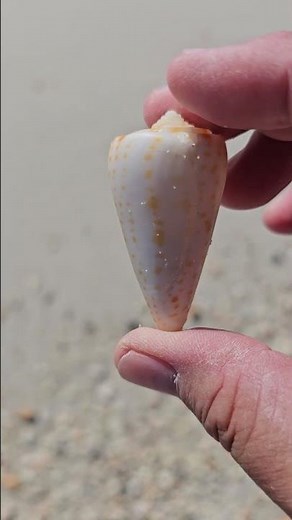 SEASHELLS of Navarre Beach, Florida #seashell #navarrebeach