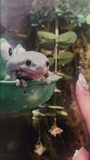 美しいカエル。Beautiful frog🐸#frog #カエル #reptile #爬虫類 #イエアメガエル