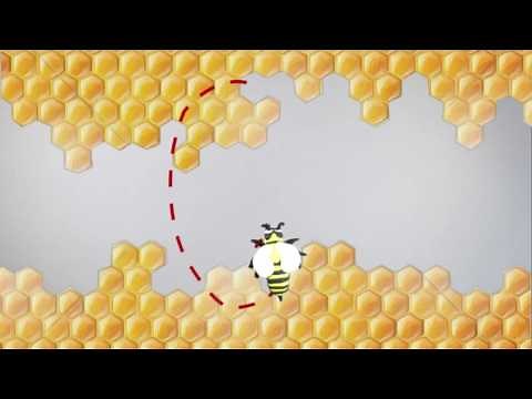 Erklärung Bienensprache