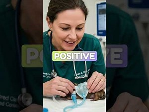 C-Sections in Dogs & Cats: When They’re Needed, How They’re Done