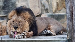 Asiatic lion (Panthera leo persica). A critically endangered species.