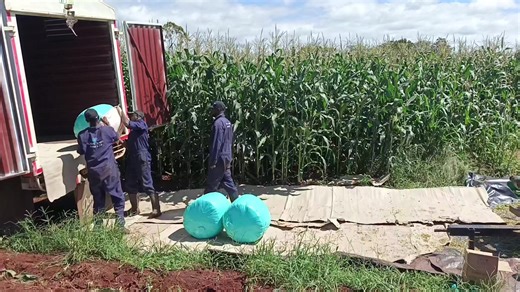 The season is on @MT KENYA FODDER SOLUTIONS LTD #foddersecurity
