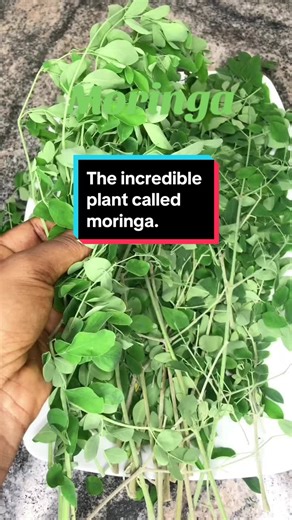 Moringa: Health Benefits and Dietary Tips