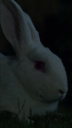 no because where did the rabbit come from? #RunRabbitRun