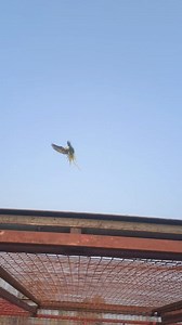 13K views · 234 reactions | Mithu free flight, parrot ki training, | Pigeon Paradise | Facebook