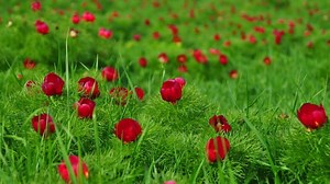 Bujorii de stepă de la Zau de Câmpie, singurul loc din Europa în care aceştia au supravieţuit, au început să înflorească