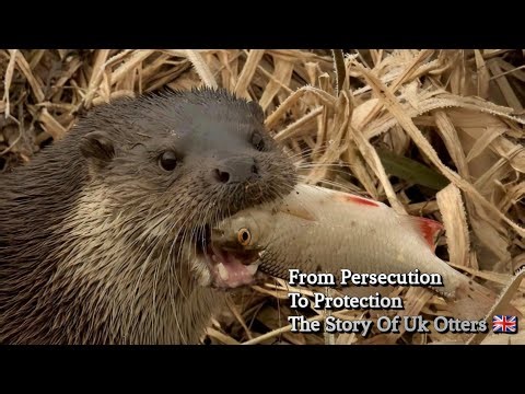 From Persecution to Protection: The Story of UK Otter Hunting 🇬🇧