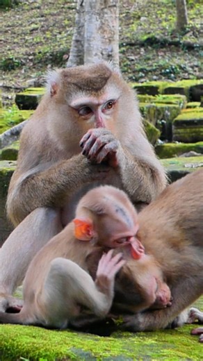 Baby Lynx begins understanding the rhythm of wild feeding | Nature Life