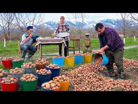 Preparing TONS of Potatoes for Spring Planting! Massive Village Farming 🥔