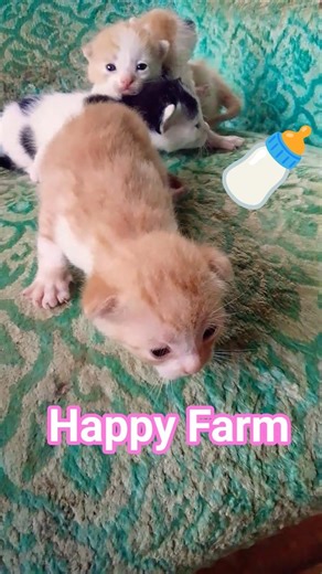 New babies on the happy farm #cats #cat #kitten #prettycat #catshorts #cute #animals #catlife