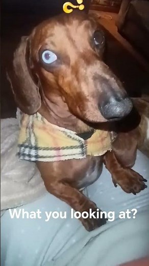 The sweetest little blue-eyed sausage. showing off God's handiwork 💙