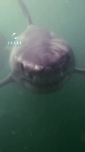 Great white shark incoming