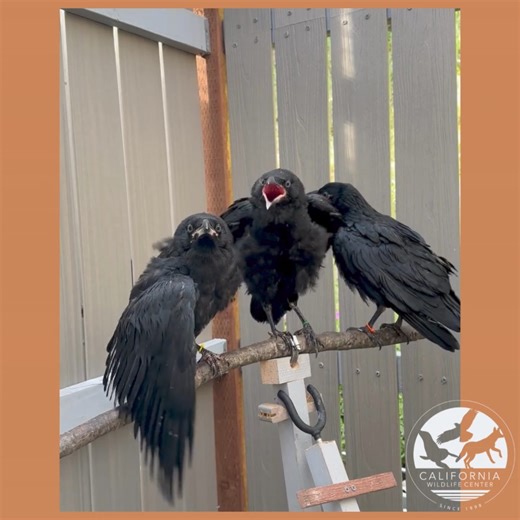 1.9K views · 53 reactions | CWC has a many Corvids during this time...