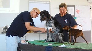 Calw: Erste Hilfe am Hund – so funktionierts
