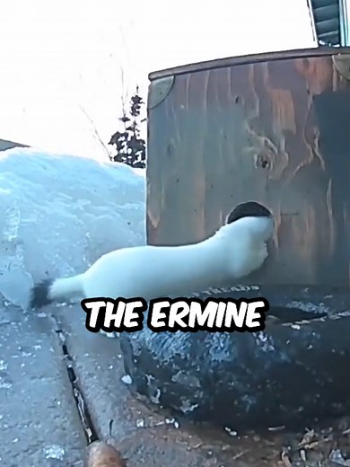 Quick and Agile Ermine: Adorable Nature Video