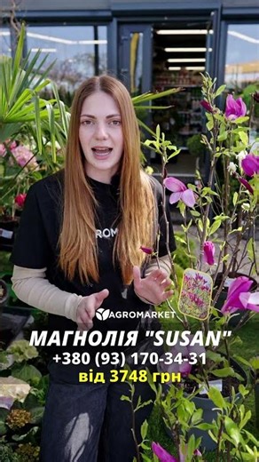 😲 Це Дерево Мастхев Весни | 🌸 Магнолія "Susan" | #магнолія #агромаркет
