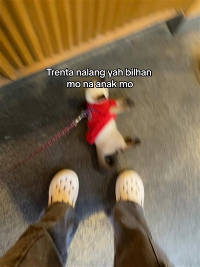 Trendy Cat Clothes for Your Feline Friend