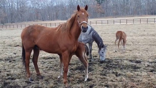 〔自存〕【25.03.25】带崽中的玛莲和麦提