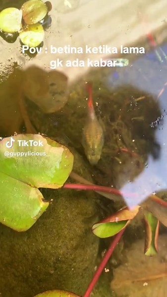 Understanding Guppy Behavior in Long Absences