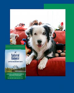 21 reactions · 9 comments | With limited animal protein sources, you’ll always know exactly what’s going into your dog’s bowl. | Natural Balance Pet Foods | Facebook