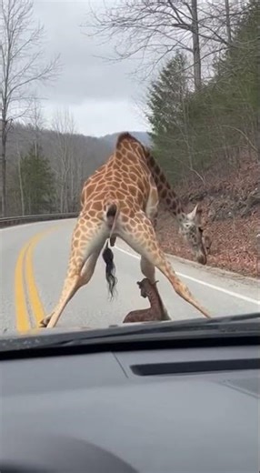 Race Against Death! Giraffe Gives Birth, Hyenas Lurking Far Off! 🐺 생사 경주! 기린 출산 직후, 멀리서 포식자가 노리고 있다!
