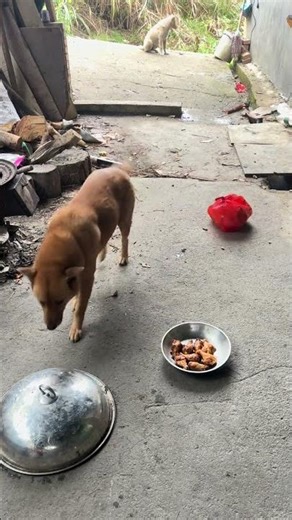 Big Yellow was worried about bringing back the chicken bones, so he even put them away. #puppy