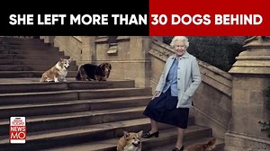 23K views · 73 reactions | Queen Elizabeth passed away on September 8. Among other things, she has also left dogs she used to pet. In fact, the entire royal lineage had pet dogs. Here's a look at the breeds they owned. #QueenElizabeth #Dogs #Pets #RoyalDogs #NewsMo | India Today | Facebook