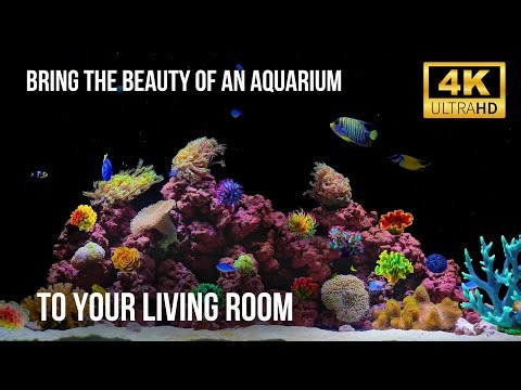 🐬 12 Hours of Aquarium Ambience | Realistic Underwater World in 4K