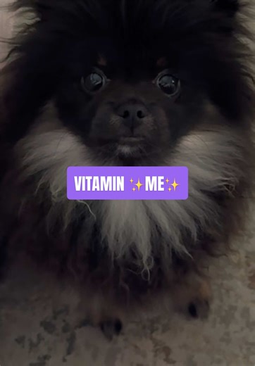 Poof said this video isn’t for everyone… just for the one person in your life who’s critically low on Vitamin Me 😌💅 Tag them, send this, prescribe immediately—side effects may include smiling, blushing, and missing you a little extra 🐾💊✨ #cute #pomeranian #puppy #dog #pettok