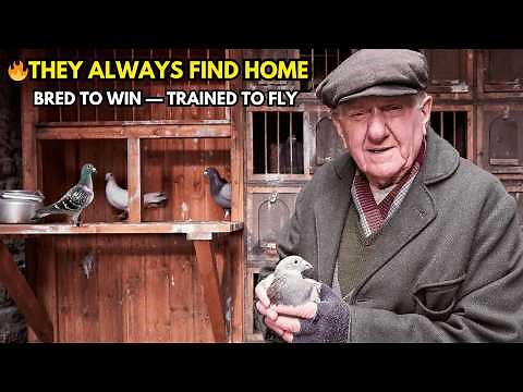 UK Racing Pigeons Documentary | 600-Mile Flights & Human Passion