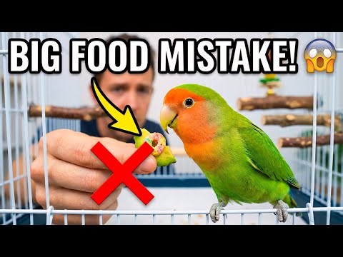 The TRAGIC Truth About Lovebird Food!