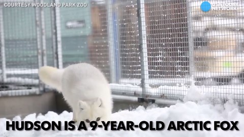 Snow day for a baby arctic fox