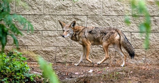 4-year-old bitten twice by 'repeat offender' coyote in Carson attack