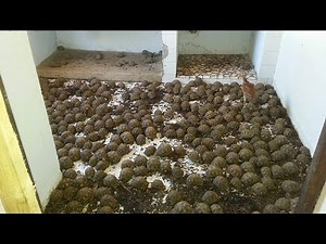 Radiated Tortoise Rescue