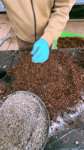 Potting up these heavy-veined Sarracenia oreophila in a fresh gritty mix! Hoping for bold spring pitchers ahead ✨🪰 #Sarracenia #Oreophila #HeavyVeined #CarnivorousPlants #PitcherPlants #BogPlants #rhsmastergrower #malvernflowershow #bbcgwl #sarracenia | Matt Soper