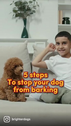 5 Steps to Stop Your Dog from Barking Effectively