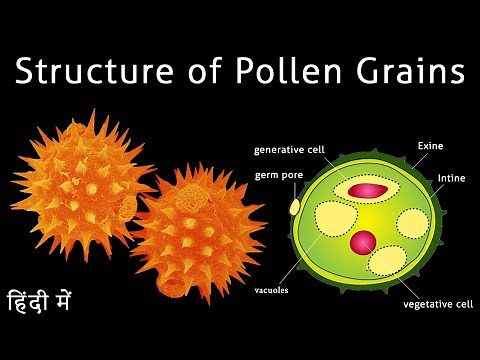 Structure of pollen grains I Structure of pollen grain class 12 I Scientech Biology I