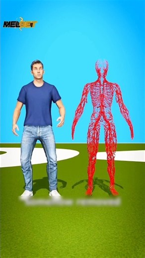 How Long Are All the Blood Vessels in Your Body? 🤯🩸