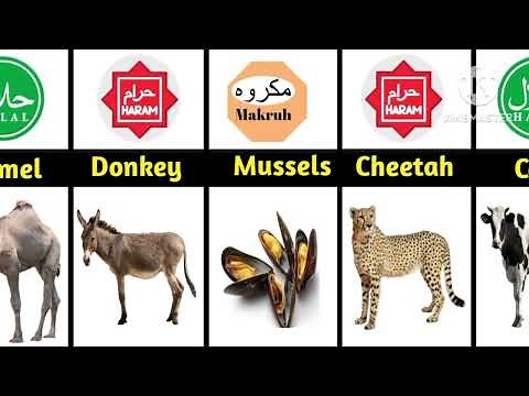Halal And Haram Animal Meat In Islam || Halal And Haram Animals