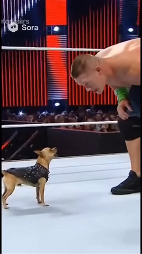 Chihuahua Worldwide on Instagram: "#chihuahua #wwe"