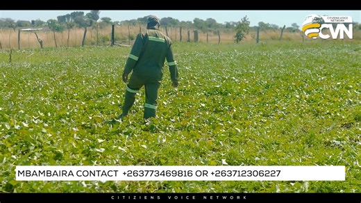 At home with Mr Mbambaira as he shares his journey in sweet potato farming — from production to market access — and how growing sweet potatoes transformed his life. Full video on https://youtu.be/eX9gQEDvJYQ?si=4HT5LeFYLur9asdC | Farming in Zimbabwe