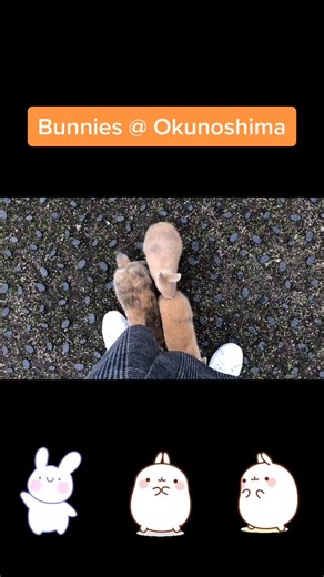 Bunnies @ Okunoshima in Japan!!! #cute#bunny #bunnylove #okunoshima #japan #japantravel