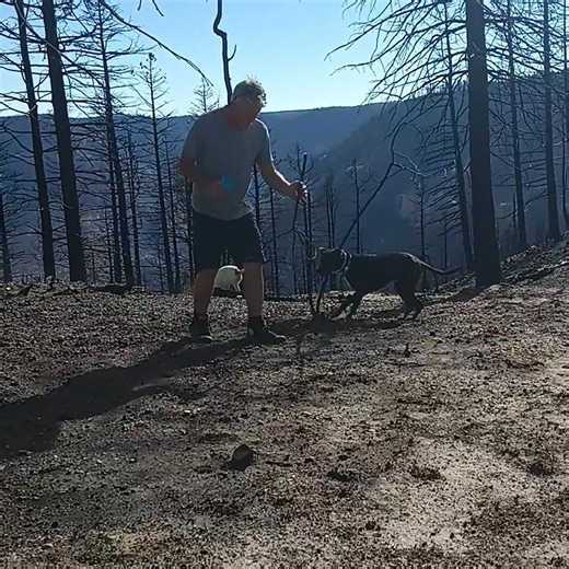 Run doggies, run! | Vincent Wurster