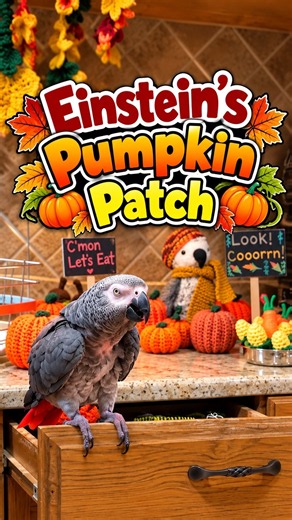 Einstein inspects his pumpkin patch! 🎃🐦 The signs and barn don't survive! 😂 Who hired this guy?